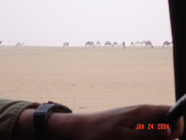 camels.jpg