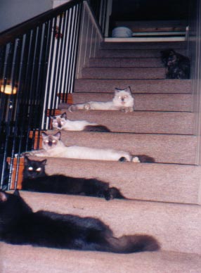 catstairs.jpg