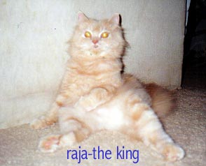 A cat; Actual size=240 pixels wide