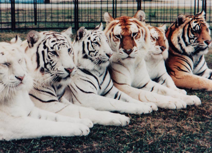 tigers.jpg