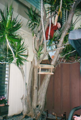tree.jpg